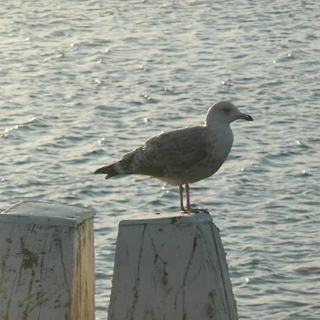 Strandperle-boltenhagen Daire *
